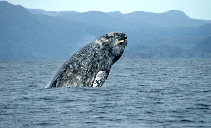 Gray Whale breaching